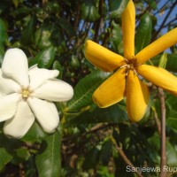 Gardenia fosbergii Tirveng.